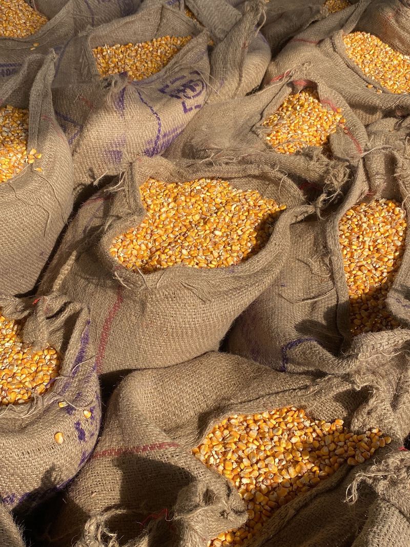 Sacos abertos de grão de milho, prontos para venda