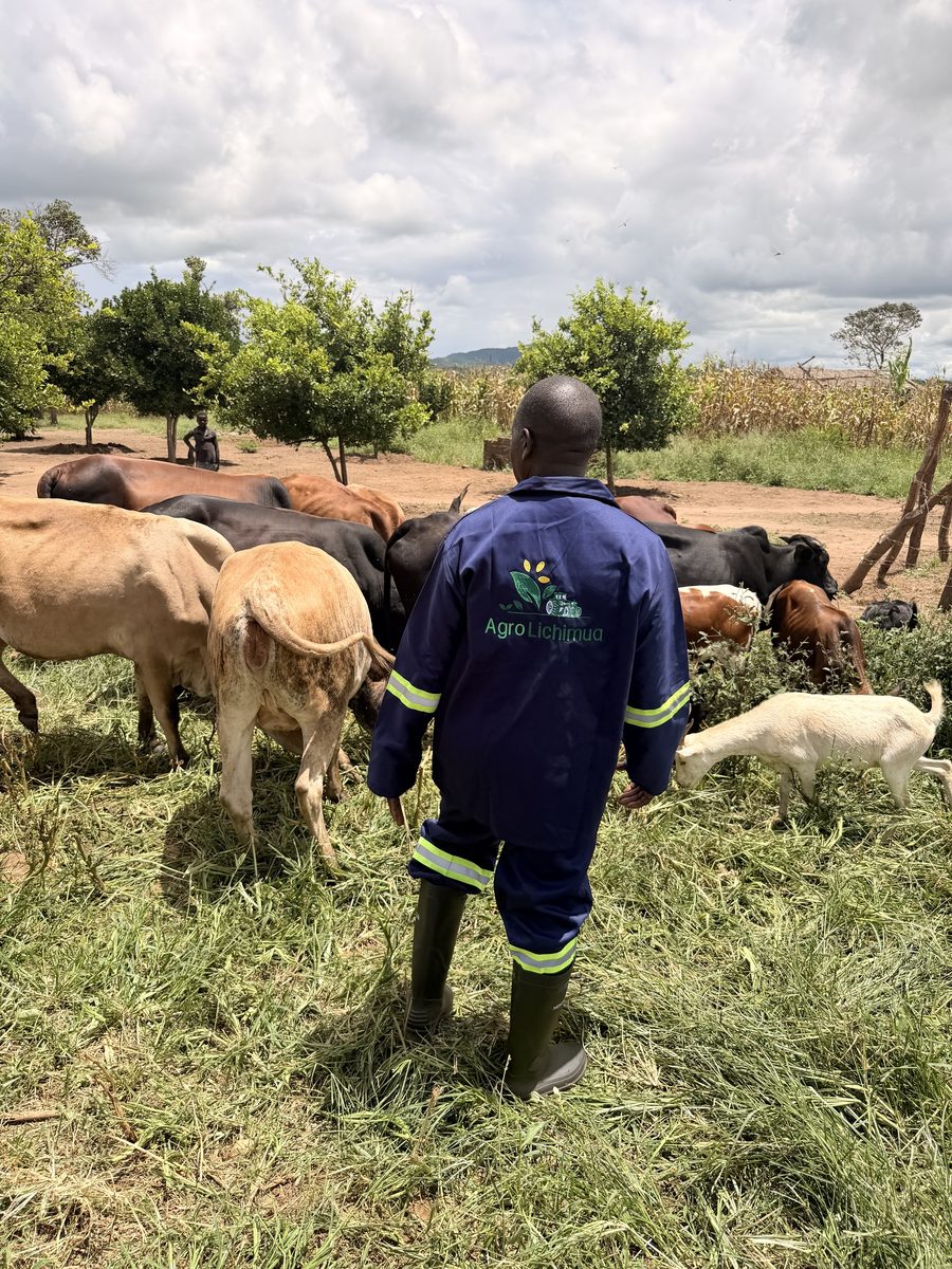 Trabalhador da Agro Lichimua junto ao gado, na exploração em Mandimba