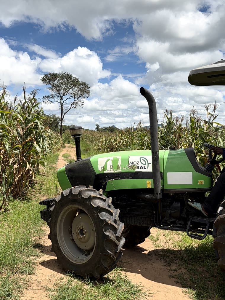 Trator num caminho de terra entre campos de milho