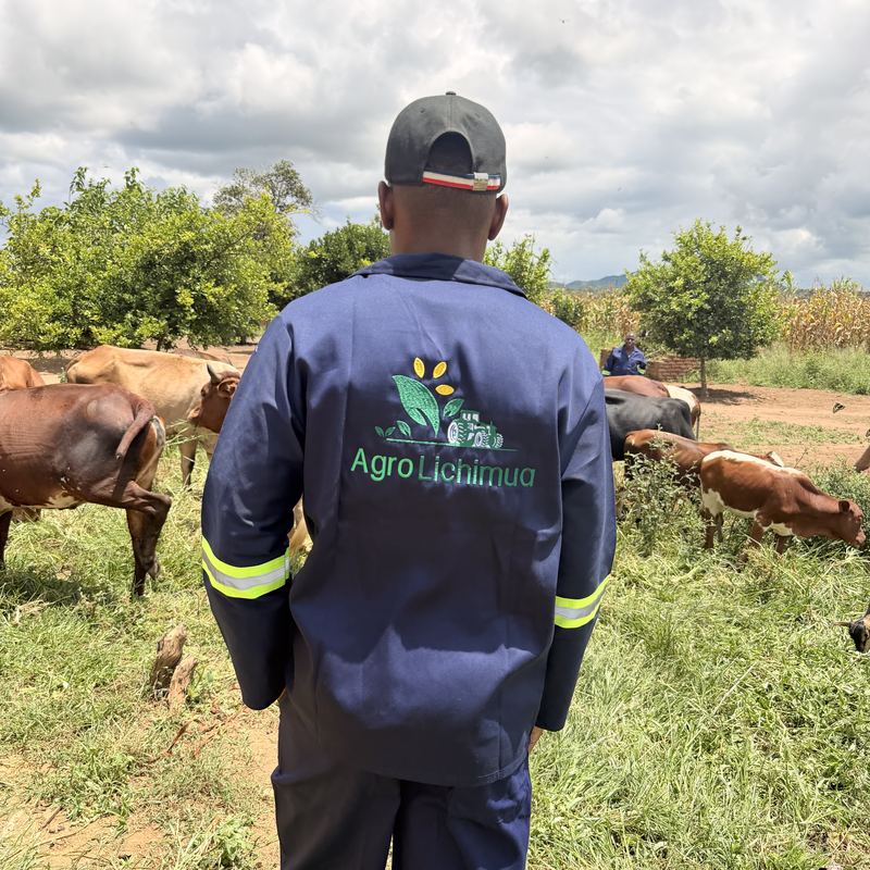 Trabalhador da Agro Lichimua junto ao gado que pasta na exploração
