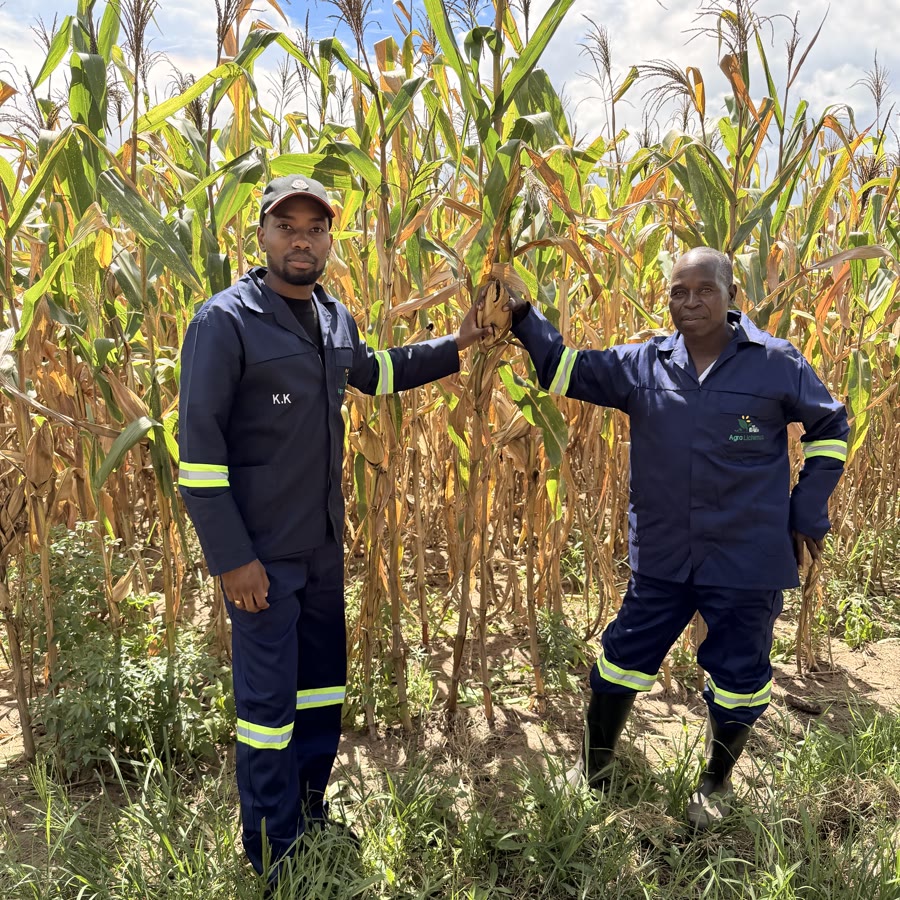 Dois trabalhadores da Agro Lichimua num campo de milho em Mandimba